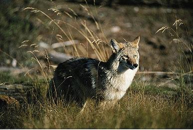 《眼镜蛇2》开发者：Xbox Series S能坚持一段时间